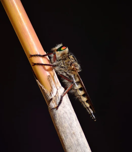 サトウキビの茎にムシヒキアブ — ストック写真