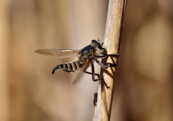 Ladrón volar en tallo de caña — Foto de Stock