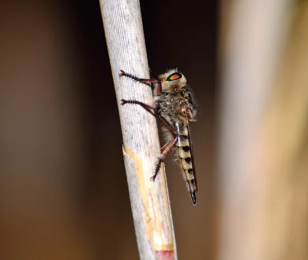 Ladrón volar en tallo de caña — Foto de Stock