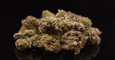 Esrar tomurcukları izole edilmiş siyah arka planda dönüşümlü olarak kapanıyor. Marihuana, ot, uyuşturucu kullanımı.
