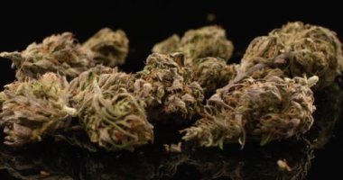 Esrar tomurcukları izole edilmiş siyah arka planda dönüşümlü olarak kapanıyor. Marihuana, ot, uyuşturucu kullanımı.