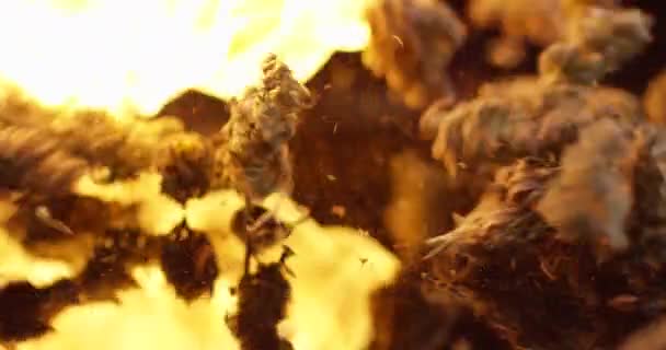Cannabis-Knospen fallen mit Feuerflammen auf schwarzem Hintergrund. Getrocknetes Unkraut Pflanzen Nahaufnahme in Zeitlupe. — Stockvideo