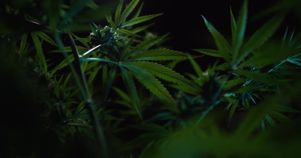 Esrar ya da ot çiftliği. Bitki örtüsü döneminde tıbbi marihuana yaprakları ve tomurcukları. — Stok video