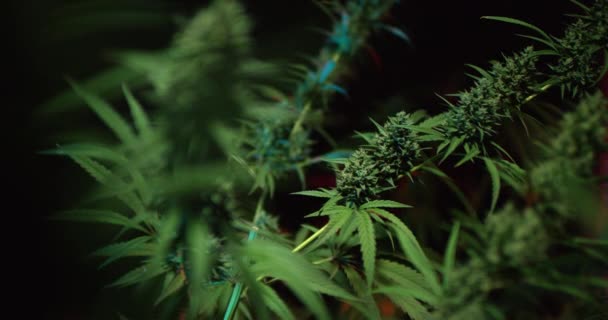 Plantación de cannabis o hierba. Hojas y brotes de marihuana medicinal durante el período vegetativo. — Vídeos de Stock