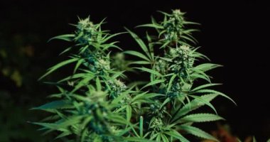 Esrar ya da ot çiftliği. Bitki örtüsü döneminde tıbbi marihuana yaprakları ve tomurcukları.
