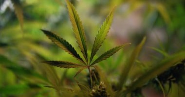 Büyük Esrar Yaprakları marihuana bitkilerine yakın çekim. Organik ot yetiştirme.