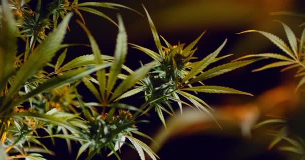 Cannabis ou plantação de ervas daninhas. Folhas e botões de maconha medicinal durante o período de vegetação. — Vídeo de Stock