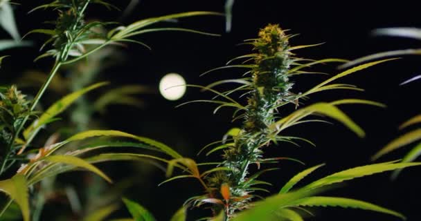 Plantación de cannabis o hierba. Hojas y brotes de marihuana medicinal durante el período vegetativo. — Vídeo de stock