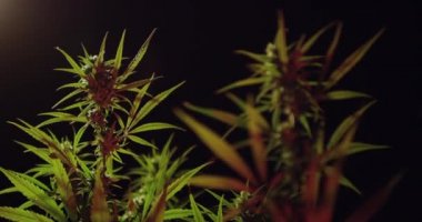 Esrar ya da ot çiftliği. Bitki örtüsü döneminde tıbbi marihuana yaprakları ve tomurcukları.
