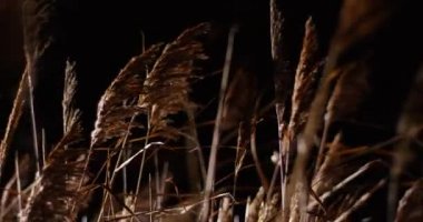 Reed siluetleri gecenin karanlığında rüzgarda sallanıyor..