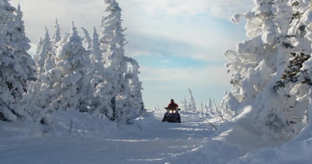 Snowmobile rides through the pine forest in slow motion. Sheregesh, Russia. — Stock Video