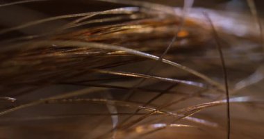 İnsan saçına çok yakın. Makro kıvırcık saçlı kadın..