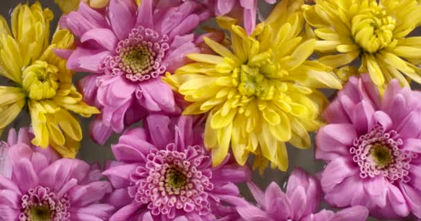 Belles fleurs flottant sur une surface d'eau au ralenti. Filmé avec une caméra rouge. — Video