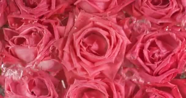 Fiori di rosa sotto l'acqua con bolle d'aria in aumento. Girato al rallentatore con telecamera RED. — Video Stock