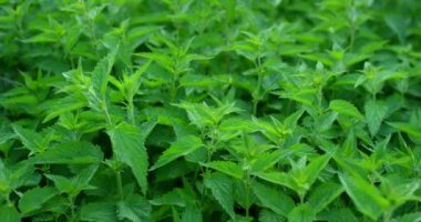 Yaz rüzgarında esen taze yeşil ısırgan otu. Isırgan otu tıbbi bitkisine yakından bakın. RED kamerayla çekildi.