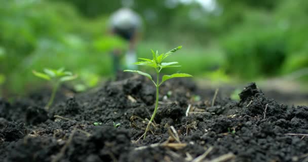 Pěstování konopí venku. Malá rostlina marihuany na plantáži. Pěstitel hnojení půdy na pozadí. — Stock video