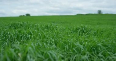 Çimenleri yavaş çekimde sallanan yemyeşil bir çayır. RED kamerayla çekildi.