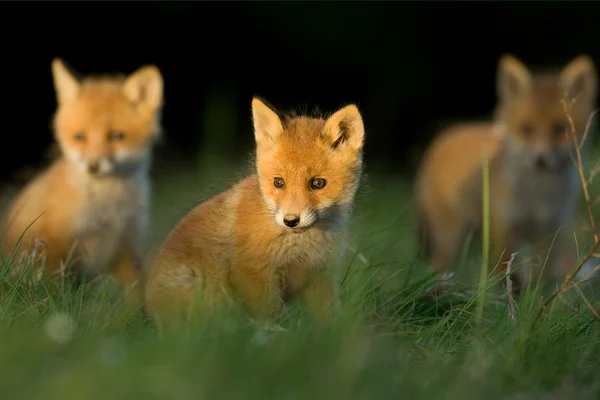 Hermano Red Fox —  Fotos de Stock