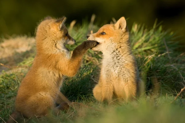 Hermano Red Fox — Foto de Stock