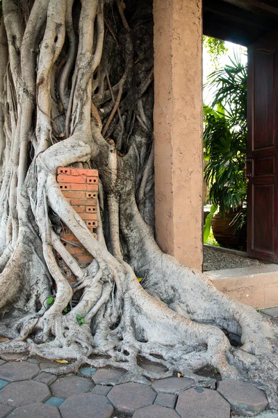 Bir ficus kökleri
