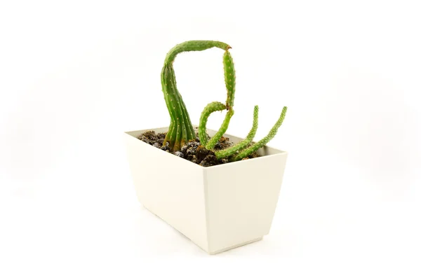 Cactus met een oneven vorm — Stockfoto