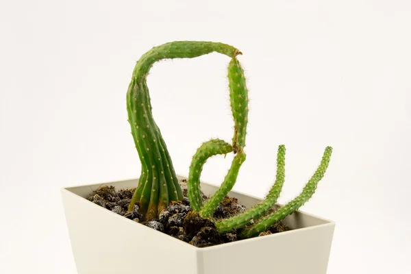 Cactus with an odd shape — Stock Photo, Image