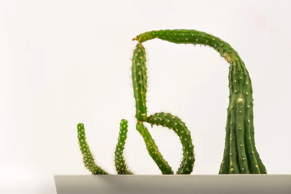 Cactus met een oneven vorm — Stockfoto
