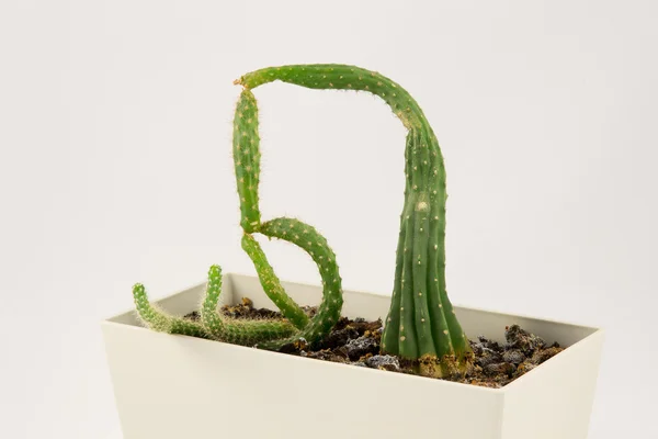 Cactus avec une forme étrange — Photo