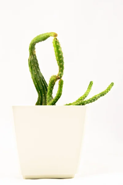 Cactus met een oneven vorm — Stockfoto