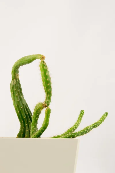 Cactus met een oneven vorm — Stockfoto