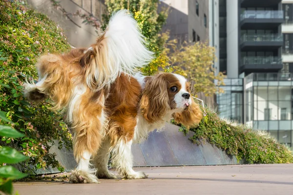 Dog marking territory — Stock Photo, Image