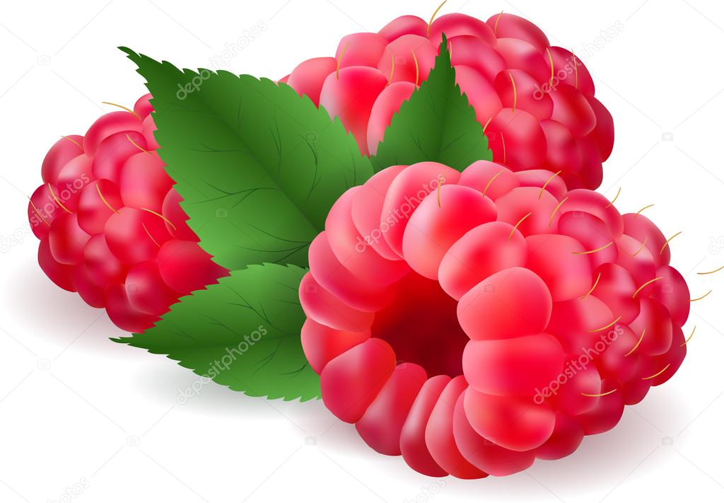 realistic volumetric 3d raspberry soft fresh tasty delicious vector illustration with leaves, web design, advertisement, commercial, banner,poster, print, sight page element