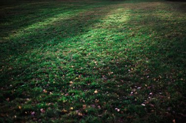 yeşil çim ve çiçek peri sihirli çayır.