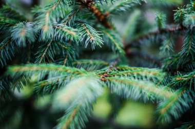 alan derinliği bir Noel ağacı dalları