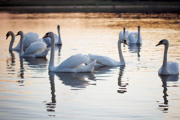 Лебеді на озері в спокійній воді — стокове фото