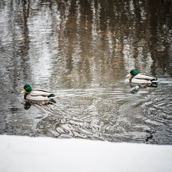 Les canards nagent dans un étang dans un parc — Photo