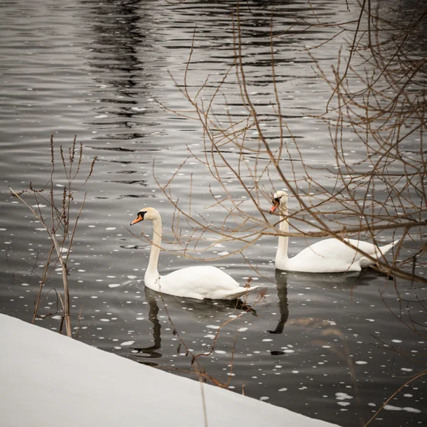 Cygnes sur un lac en eau calme — Photo