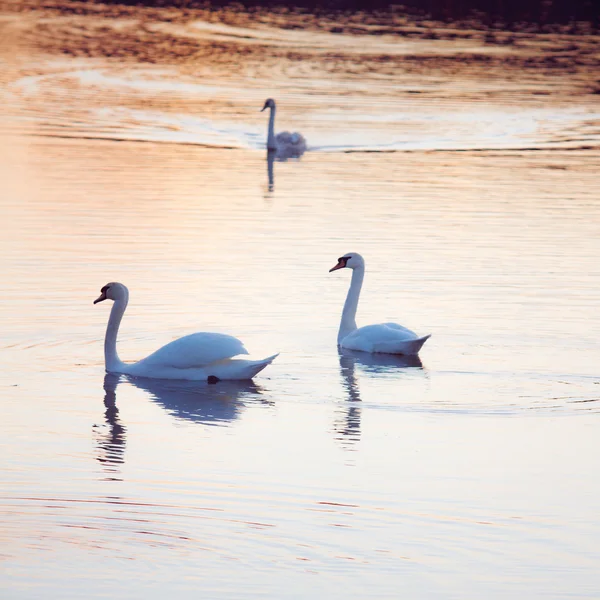 Cisnes em um lago em água calma — Fotografia de Stock