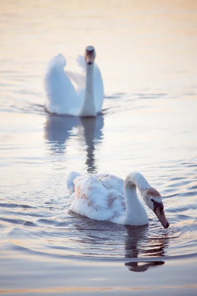 Cygnes sur un lac en eau calme — Photo