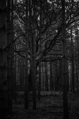 Ormanda ürkütücü ölü meşe ağacı