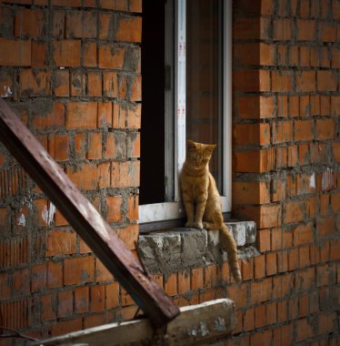Odessa cat bir pencere pervazına Tarih