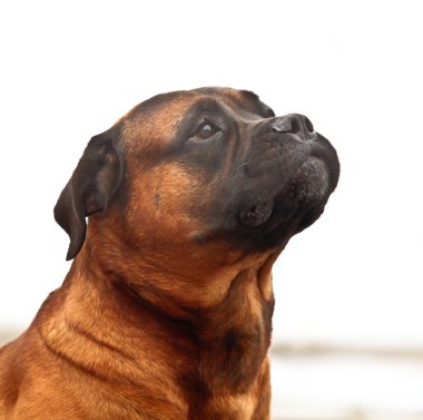 oyun-köpek koruma kış için