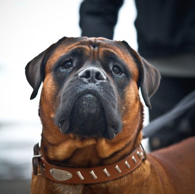 oyun-köpek koruma kış için