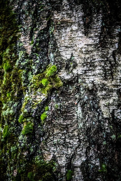 Birch. textura da casca da árvore e musgo — Fotografia de Stock