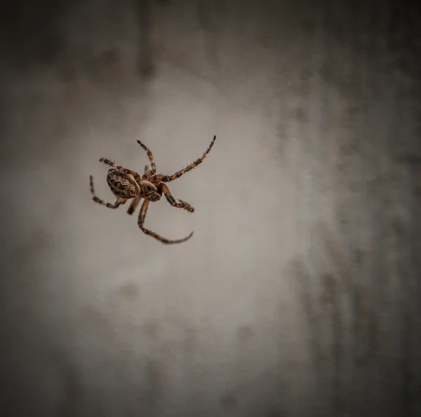 Retrato de uma aranha na teia — Fotografia de Stock