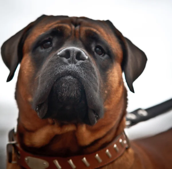 Spel-hond voor bescherming in de winter — Stockfoto