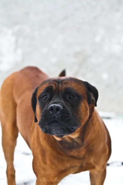 Wildhund zum Schutz im Winter — Stockfoto