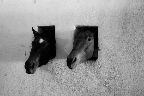 Retrato de dois cavalos no estábulo — Fotografia de Stock