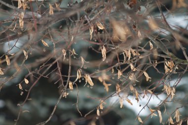 Parkta ağaçların dallarında kış