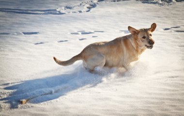 köpek için a yürümek bir kış sabahı